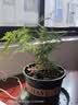 文竹盆栽绿植花卉盆景植物室内客厅水培文松云竹文竹大苗四季常青 小文竹【1颗】原盆原土球发货 高度15-25cm 实拍图