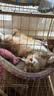 【京东物流】猫抓板磨爪猫窝一体耐磨不掉屑超大号猫玩具猫咪用品 椭圆大号+猫薄荷 实拍图