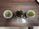 行湘多肉植物组合小盆栽办公室桌面仙人掌仙人球水培绿植花卉源头直发 实拍图