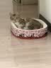 皇家猫粮 成猫猫粮 营养均衡 F32 通用粮 1-7岁 2KG 实拍图