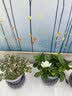 花行榜绿萝发财树水培绿植室内办公室幼儿园桌面盆栽除醛小花卉源头直发 实拍图