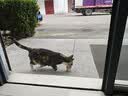 多特思猫罐头猫湿粮主食罐浓汤补水罐猫咪零食下午茶金瓜奶露60g*6罐 实拍图