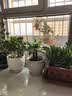 发财树盆栽大植物室内办公室桌面客厅小盆景招财树苗绿植花卉盆栽 三杆发财树 5-8cm【随机紫砂盆】 【送肥料】 实拍图