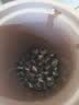 千金号茶叶 普洱茶十年陈茶化石糯米香500g 云南古树普洱熟茶化石碎银子 实拍图