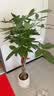 叹为观止大型植物发财树各种大颗盆栽开业乔迁客厅办公室内好养大型花卉 辫子发财树【1.2-1.4米】 含盆 实拍图