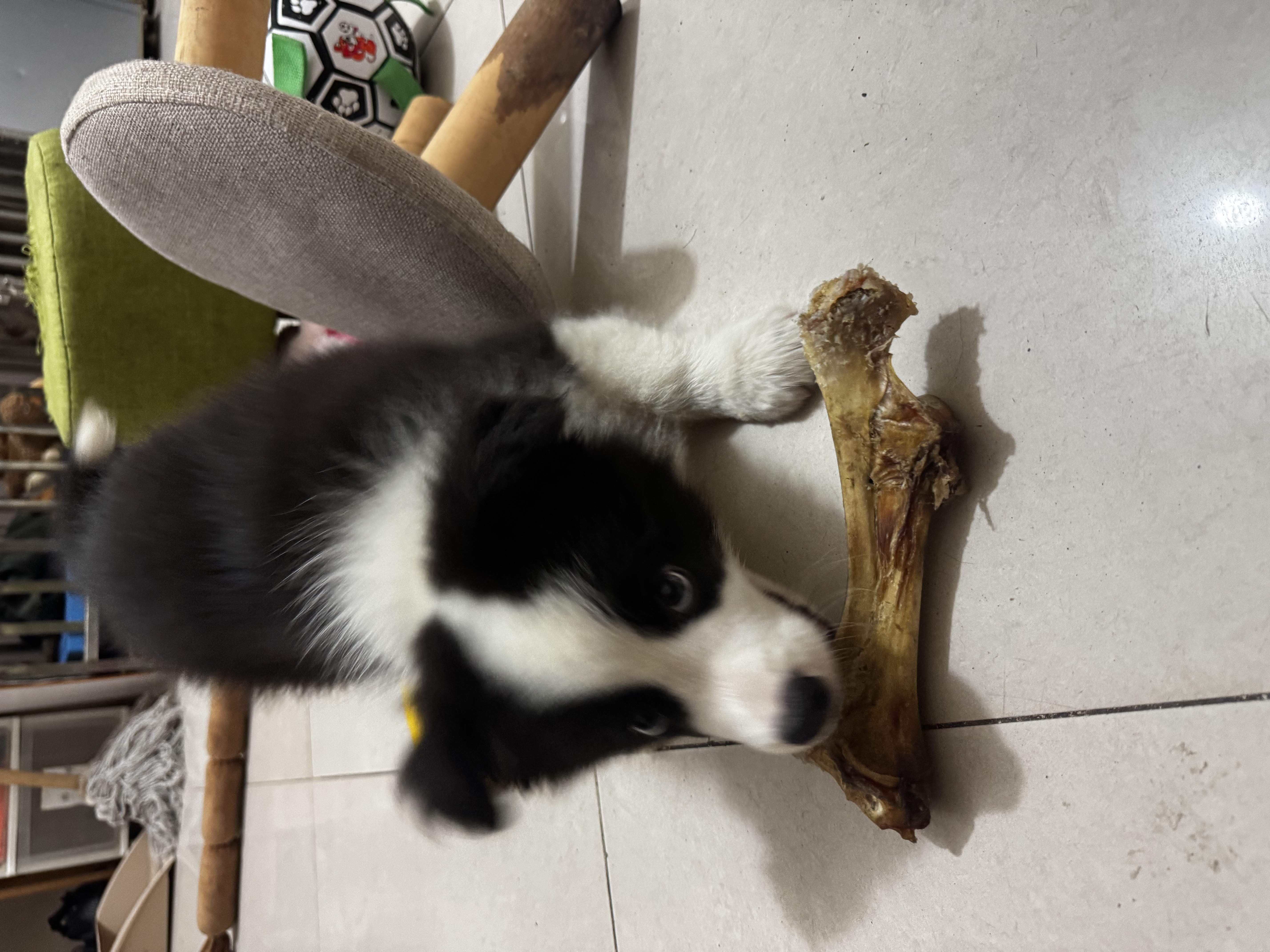 皇家狗粮幼犬奶糕幼犬狗粮宠物小型犬MIS30全价犬粮 ≤2月3KG 实拍图