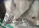 三都港 东海银鲳鱼净重450g/3条装 平鱼 深海鱼 生鲜鱼类 烧烤食材 海鲜 实拍图