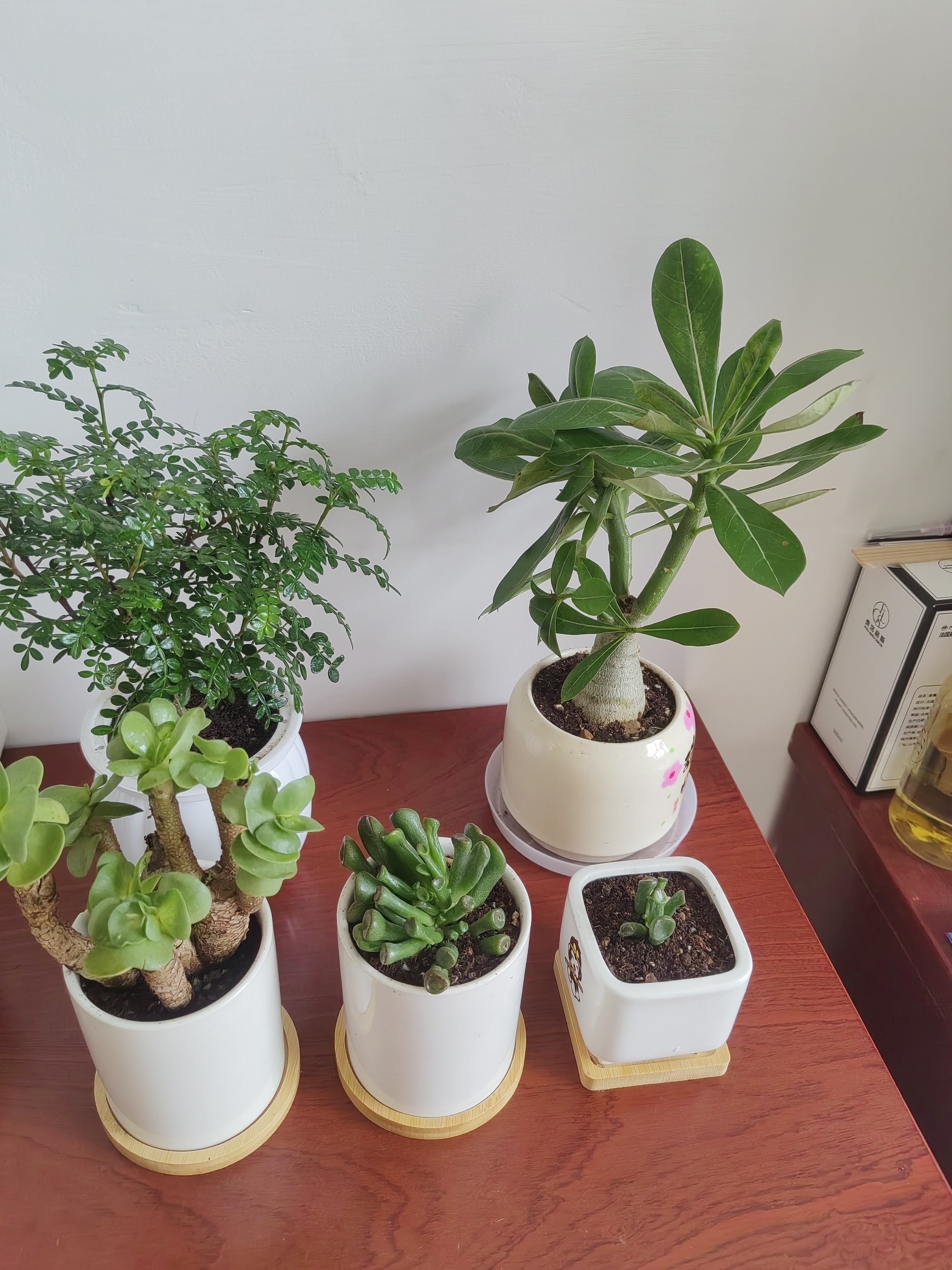 史丹利多肉土专用营养土颗粒土养多肉的种植土花土植物泥炭土壤5斤 实拍图