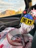 maxicosi迈可适 便携式安全座椅 可折叠大童儿童婴儿车载座椅 nomadxlplus 实拍图