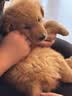 【京东快递】猫咪保暖加厚椭圆窝封闭式宠物窝小型犬狗窝猫咪窝 云雾灰 S码40*50（10斤内） 实拍图
