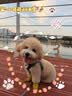 HELLOJOY宠物笼子专用悬挂式自动喂水器饮水机猫喂水器兔子食盆喂水 实拍图