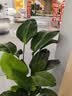 双盟天堂鸟大型植物客厅绿植盆栽办公室内鹤望兰好养落地网红源头直发 实拍图