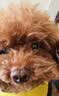麦富迪狗粮 无谷牛肉双拼狗粮成犬 小型犬中大型犬通用10kg/20斤 实拍图
