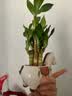 马上发财树小盆栽办公室内桌面绿植招财树植物马年伴手礼小马摆件 富贵竹+小马陶瓷盆【送吊牌+铺面石】 实拍图