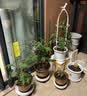 九千谷植物攀爬架包钢管花架蔷薇月季葡萄固定支撑防倒固定架60cm4634 实拍图