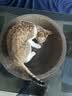 疯狂的主人猫抓板白牛卡纸超耐抓磨不掉屑椭圆形猫咪爪板猫窝一体特大号玩具 实拍图