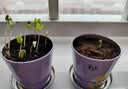 IAM City Farmer牵牛花迷你盆栽 儿童种植小盆栽diy套装植物幼儿园陪伴盆栽10028 实拍图