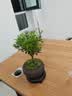 八芽 小叶赤楠盆景摆件室内绿植花卉盆栽老桩客厅办公室桌面好养植物 （【热销款】舍得紫砂盆赤楠+苔藓+底座） 实拍图