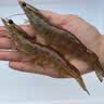 GUO LIAN国联盐冻大虾净重3斤75-90只 50/60 南美白对虾生鲜海鲜 实拍图