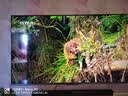 东芝电视Z500QF-R 55英寸 Mini LED控光 144Hz 3+64GB 火箭炮音响 4K超清 家电国家补贴 实拍图