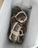 【活蟹】阳澄联合鲜活大闸蟹现货全母2.3-2.6两 6只生鲜螃蟹精品礼品盒 实拍图