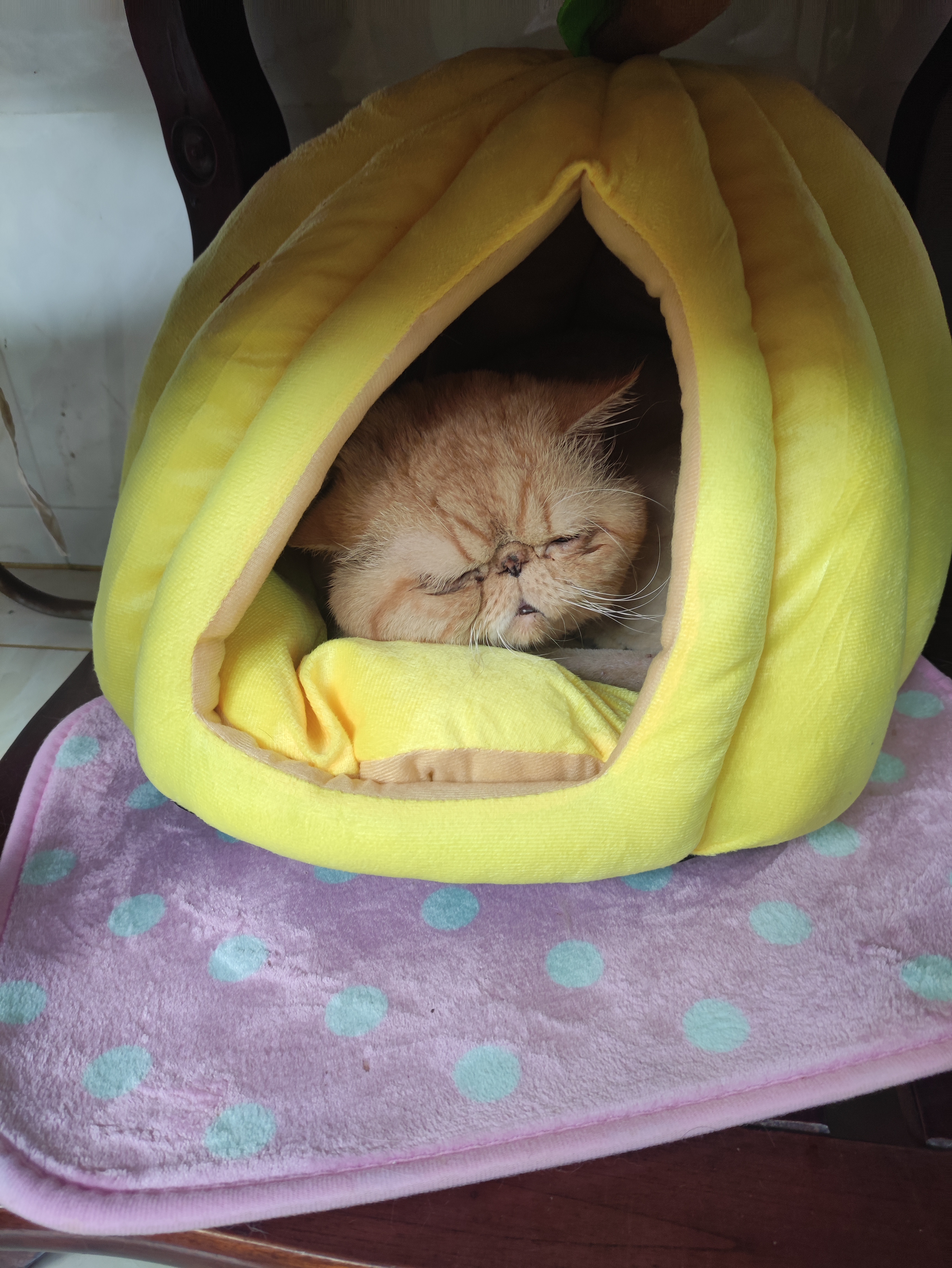 贝初众猫窝四季通用封闭式可拆洗猫屋冬天宠物窝大中小型犬狗窝冬季保暖 南瓜窝【45*45*35推荐13斤内】 全包围 柔软舒适 实拍图