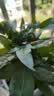 发财树盆栽大植物室内办公室桌面客厅小盆景招财树苗绿植花卉盆栽 三杆发财树 5-8cm【原盆】 【送肥料】 实拍图