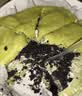 KINHISA抹茶奥奥碎千层蛋糕420g动物奶油6寸生日蛋糕点心甜品零食下午茶 实拍图
