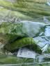【火锅季】翡翠褶大白菜1.2kg 实拍图