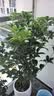 爱优尚桂花树苗四季桂盆栽可食用开花香室内外阳台客厅源头直发 实拍图