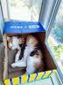 脉动（Mizone）猫薄荷瓶×zeze联动猫窝礼盒600ML*8瓶低糖电解质水维生素水饮料 实拍图