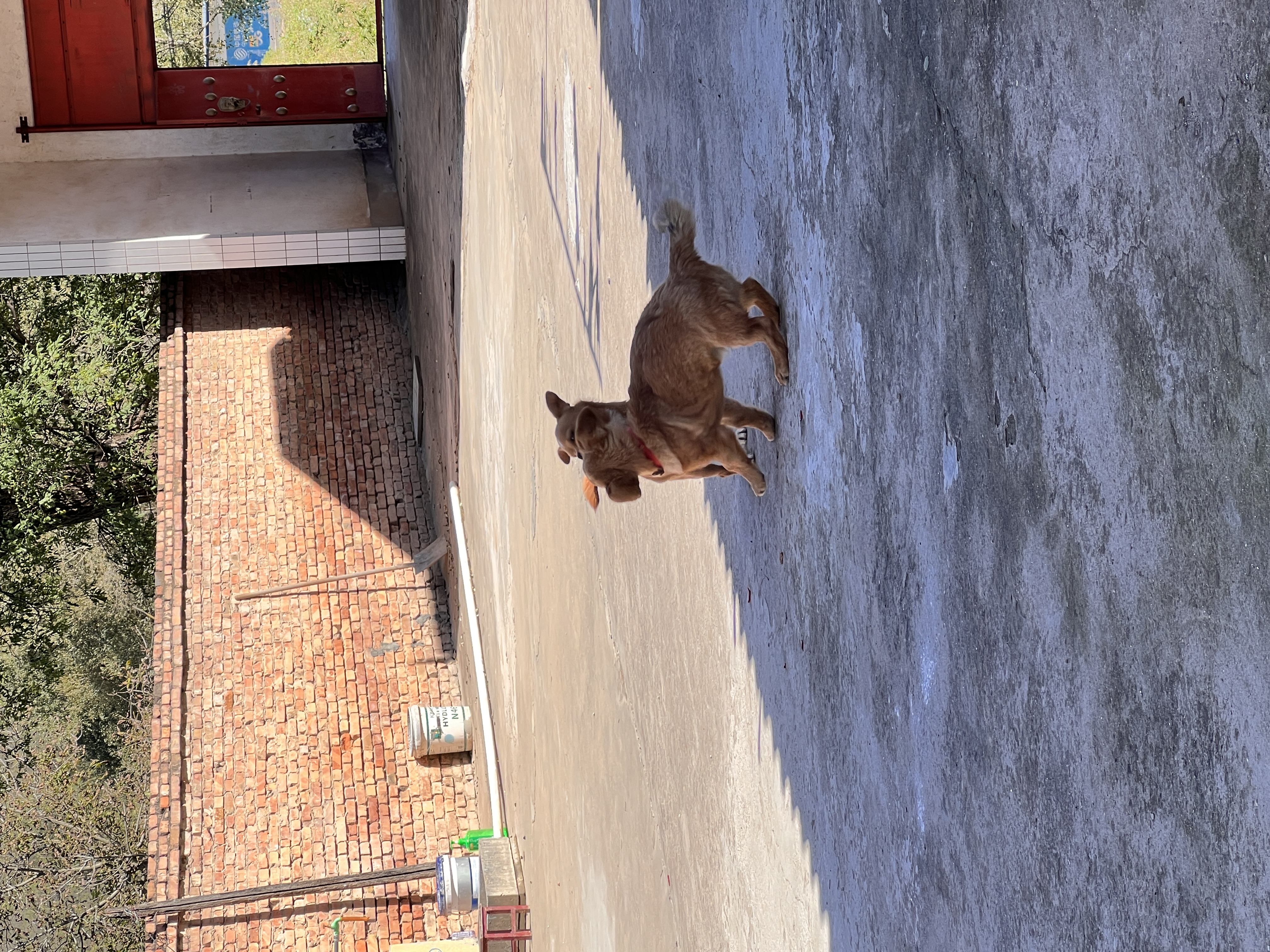 疯狂小狗 狗粮金毛拉布拉多柴犬萨摩耶德牧10kg犬粮 宠物幼犬成犬 20斤 实拍图