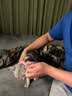欢宠网宠物猫咪绝育服猫手术服母猫衣服断奶术后恢复幼小猫猫透气防舔衣 实拍图