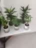 绿有意绿植盆栽多肉花卉盆栽植物室内桌面水培绿植办公室客厅植物懒人 聚财3盆】文竹+富贵竹+发财树 实拍图