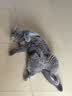 冠能猫粮成猫猫粮鸡肉味7kg 全价猫粮 稳固免疫 适口性强 实拍图