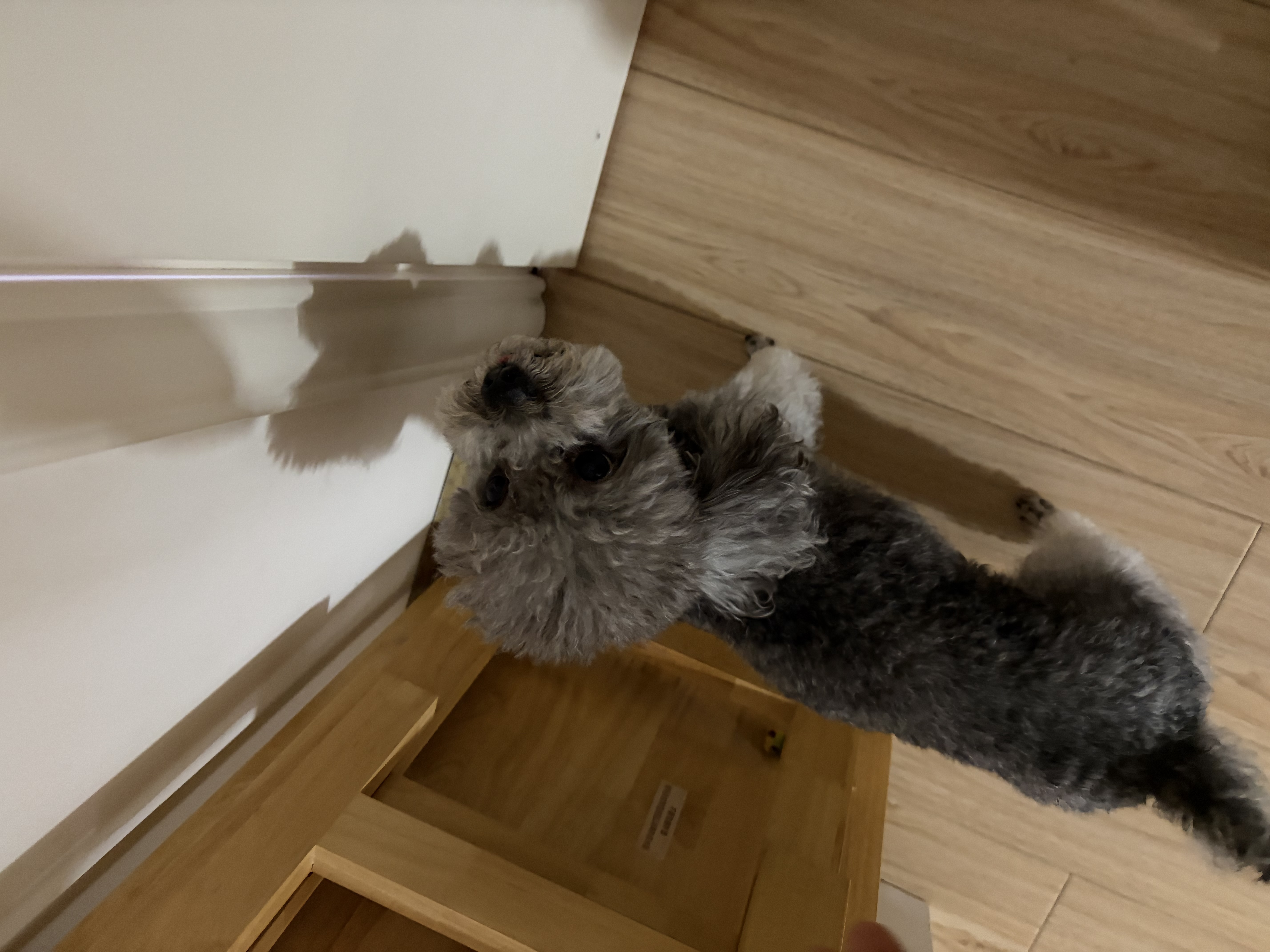 宝路狗粮全犬种通用全价粮成犬狗粮中小型犬牛肉味7.5kg【原料透明】 实拍图