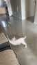 【京东快递】逗猫棒钓鱼竿长杆猫玩具羽毛铃铛宠物用品小鱼玩具 钢丝羽毛逗猫棒1根装 实拍图