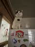 皇家猫粮 幼猫猫粮 幼猫奶糕 K36 通用粮 4-12月 4.5KG 实拍图