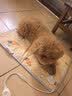 HELLOJOY宠物电热毯防水恒温加热垫狗窝猫窝专用冬天窝猫咪狗狗保暖电褥子 实拍图