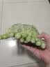 七鲜24小时菜心 300g 实拍图