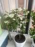 临雅三角梅盆栽带花老桩绿植花卉重瓣绿樱漳红樱树苗室内阳台爬藤植物 【旗舰款】绿樱大苗【45-50cm】 实拍图