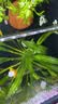 憨憨乐园 鱼缸过滤材料硝化细菌屋鱼池纳米细菌屋底滤陶瓷滤材两色20支 实拍图