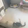 CFA赛级逗猫棒猫咪玩具长杆羽毛替换头耐抓咬猫玩具用品自嗨解闷 CFA赛级长杆逗猫棒-木杆弹簧款 实拍图