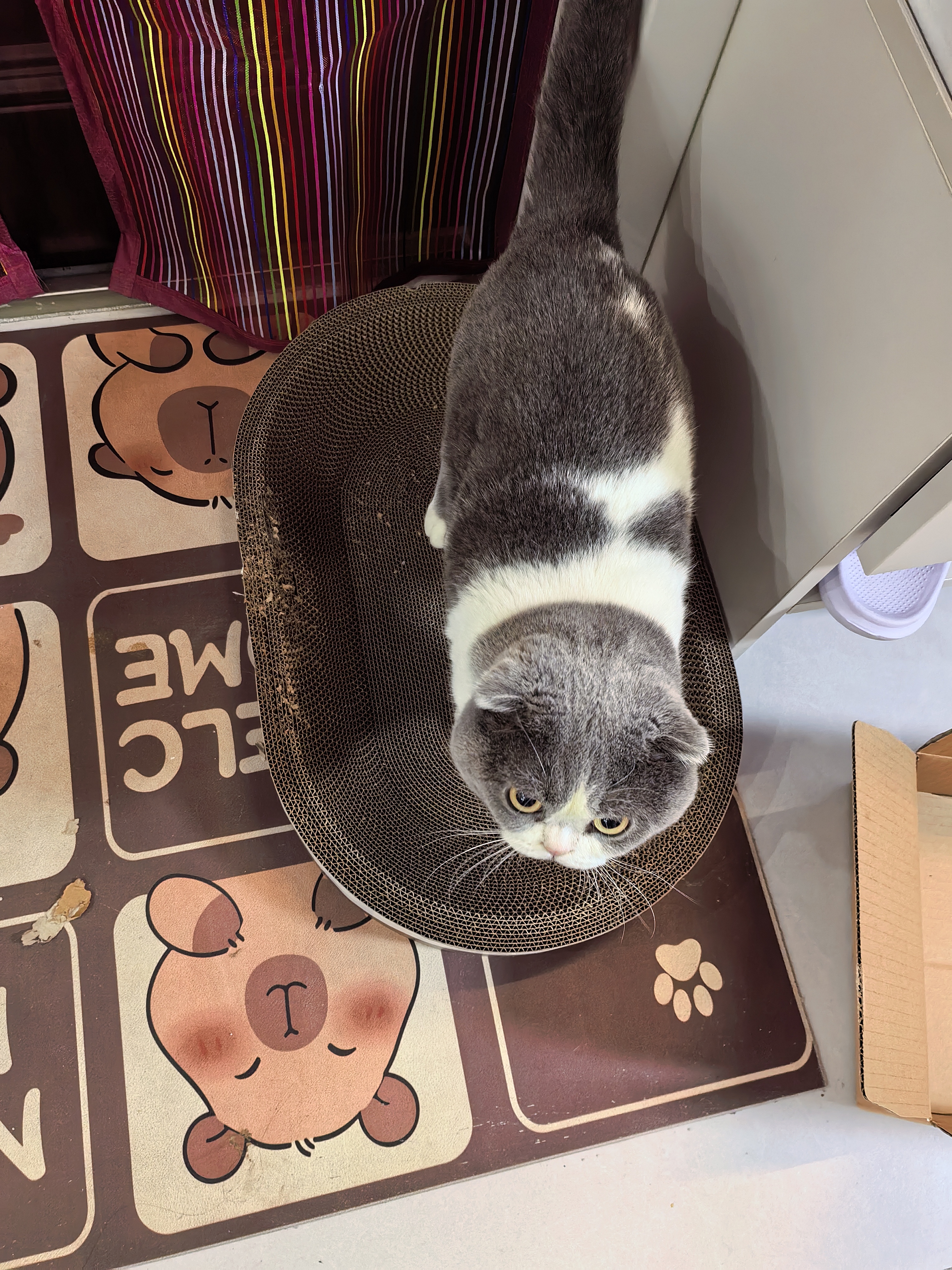 喵丽丝剑麻猫抓板猫窝一体耐磨不易掉屑猫咪玩具猫爪板耐抓四季通用抓盆 【冲量款】椭圆麻布贈猫薄荷 实拍图