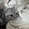 汪野君防外溅猫砂盆半封闭顶入猫厕所猫屎盆猫沙盆带猫砂铲大号 实拍图