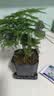 绿萝文竹九里香小叶赤楠禅意盆栽办公室桌面植物小盆景绿植花卉苗 文竹+舍得盆+方底托+青苔 实拍图