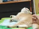 福丸福鼎白茶混合木薯豆腐猫砂2.5kg*4包自然空气 实拍图