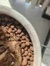 史丹利大号陶粒5L垫底养花专用花盆铺面多肉花卉种花陶土颗粒园艺陶粒土 实拍图