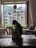 胡姬花 食用油【保真花生油】压榨一级 古法花生油5.43L(新老包装随机) 实拍图