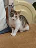 皇家猫粮 幼猫猫粮 幼猫奶糕 K36 通用粮 4-12月 2KG 实拍图